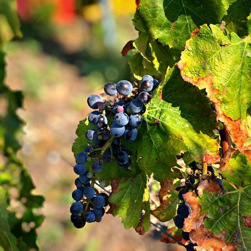 Cosa fare a Siracusa e dintorni vitigni e vini tipici - Enjoy Siracusa